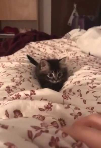 Cuteness Overloaded