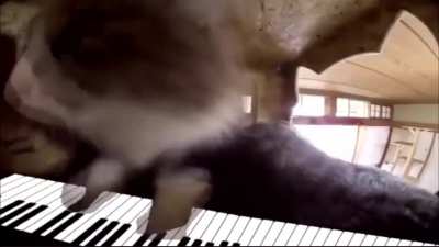Freedom dive cat
