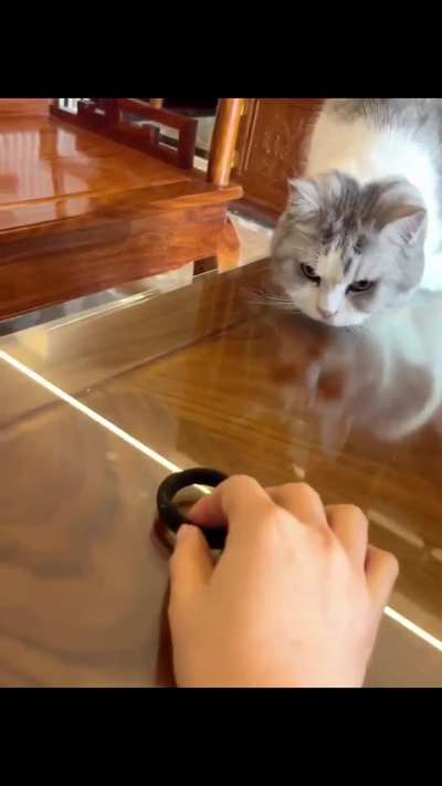 Cat has amazing reflex