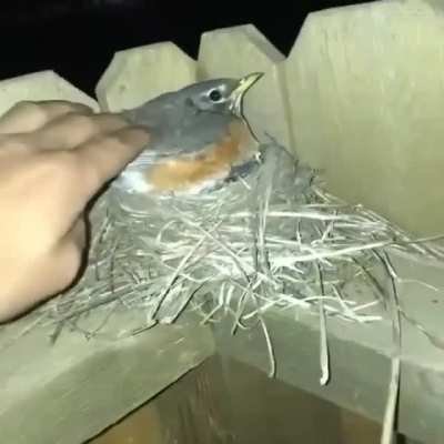 Such a good bird