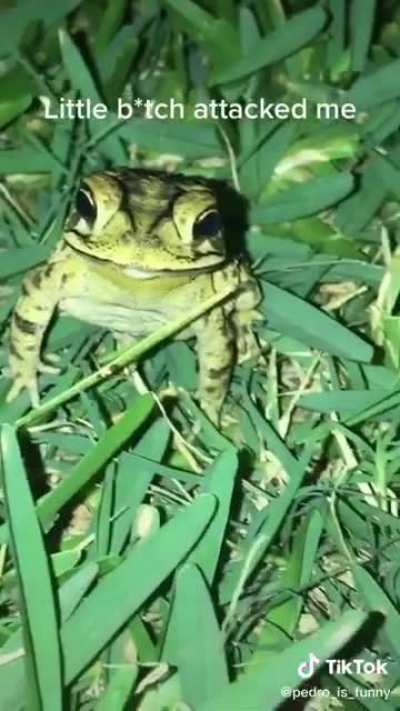 FR&Ouml;G