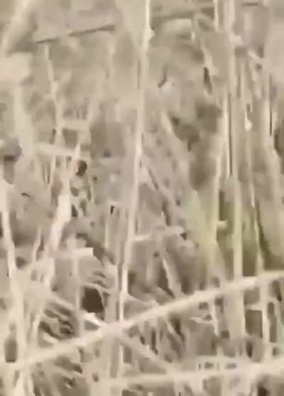 The last flight of an azeri drone