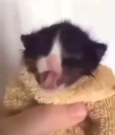 Meme del Gato Piola Chiquito