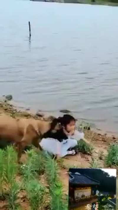 Mama dog is an awesome nanny