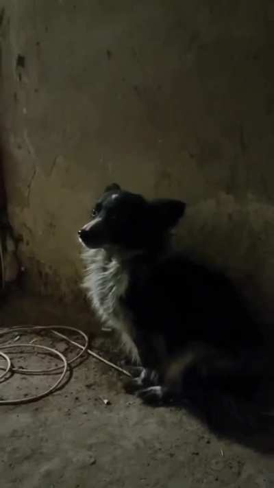 A sweet video compilation of battle cats and dogs on the frontlines 🐈 🐕