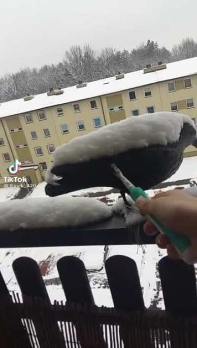 ice🥶