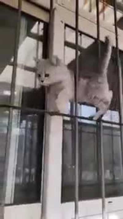 Genius cat