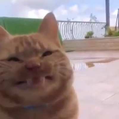 A scrungy meow.