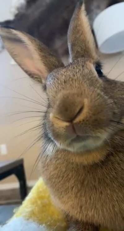 Pets pls