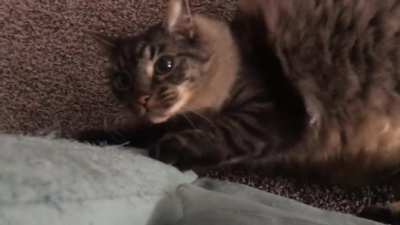 &lsquo;Look how cute I am!&rsquo; to Destructo Attack Mode in seconds. I love babysitting this beautiful asshole, he is hilarious.