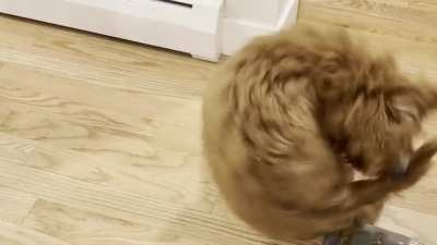 Jeff the labradoodle puppy attempts a 1440&deg; and does not stick the landing