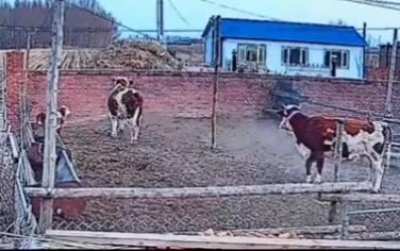Holy cow