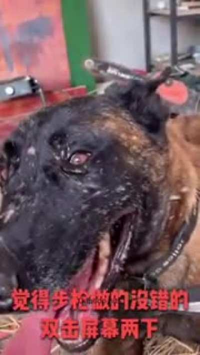 Loyal dog saves people