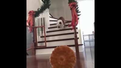 Chomp