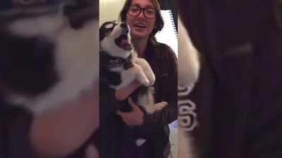 Talking Husky Puppy