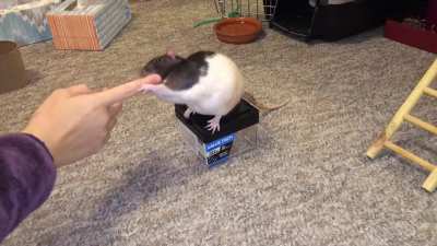My incredible pet rats Blackberry and Cream doing their 