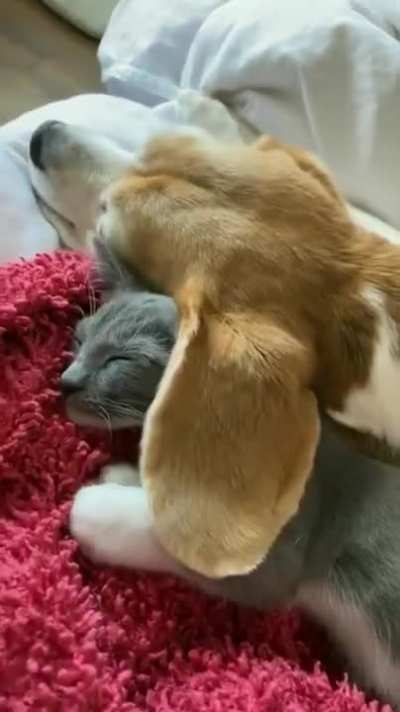 this heated blanket doesn't require electricity