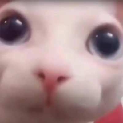 Its a cat trust me