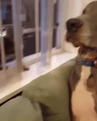 Now you know who's the Boss !