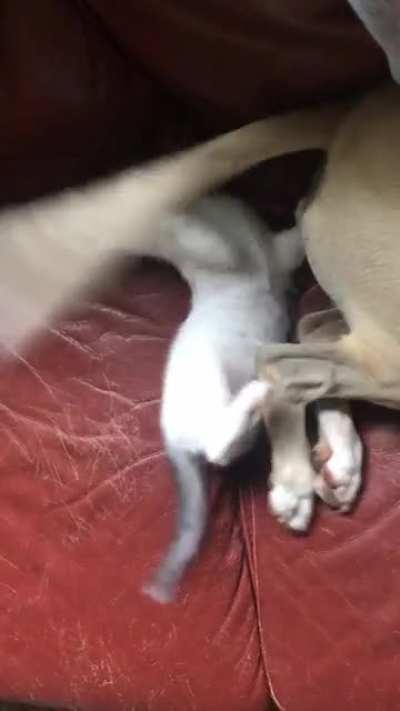 Ruben and the new kid Otis