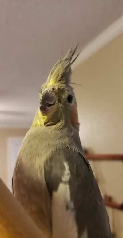 Bird sitting this weekend