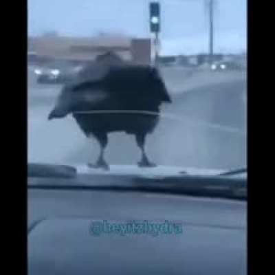 He ascends