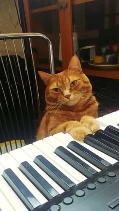 So this is what it looks like when a cat gets that sought after braincell