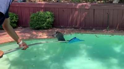 Helping a raccoon that fell into a pool and couldn&rsquo;t get out