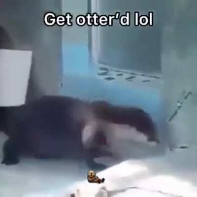 You just got Otter&rsquo;d