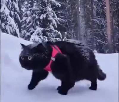 "Oh, my gawd his comin."