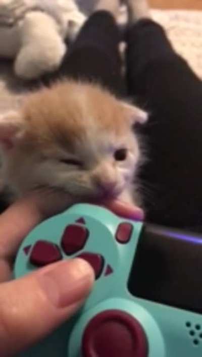 kitty illegally forcing hooman to play with him