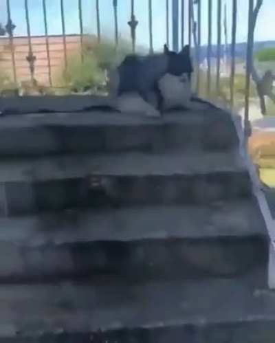 Over dramatic husky