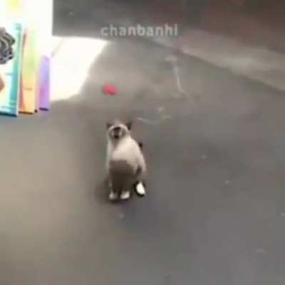 Voc&ecirc; pegou um gato selvagem!