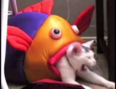 [SOUND ON] Sigma&rsquo;s origin story but with cat pics