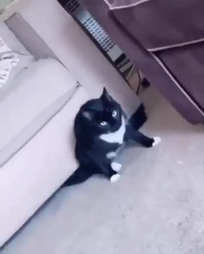 The fact a cat can fit under that couch makes me feel something I&rsquo;ve never felt