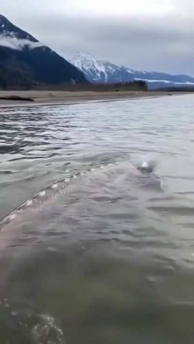A Fish of Canada