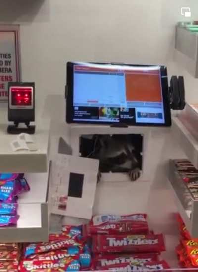 Trash panda doesn&rsquo;t know how to use self checkout at Philly airport