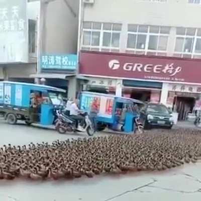 Didn&rsquo;t know there were duck shepherds...