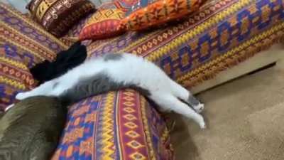 Let me stretch my paws