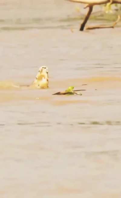 You can't escape the wrath of the aquatic cat.
