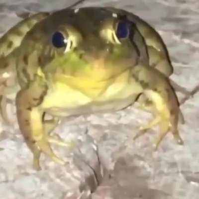 frog