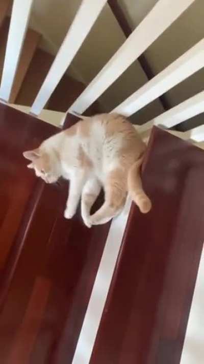 The way this cat takes the stairs