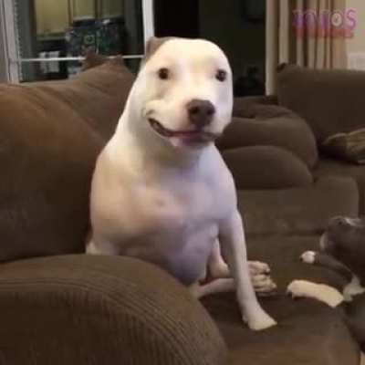 Gays check out my new doggy I got from the shelter. Her name is Pancake and she&rsquo;s smiling 🥺