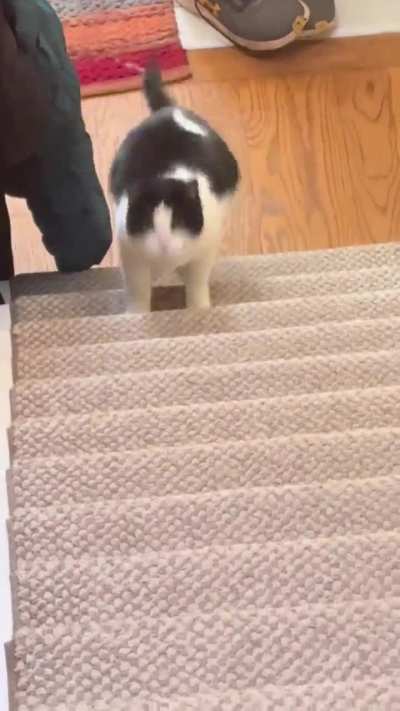 Anyone&rsquo;s tuxedo come running like a dog when called?