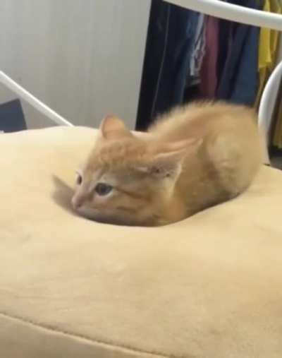 Kitten sinking into a memory foam pillow