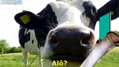 ???? cavalo