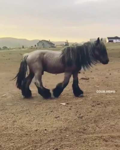 Swinging horse?