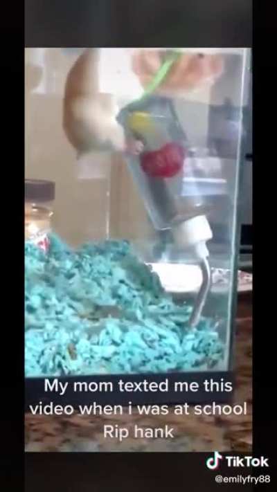 just an innocent little hampster climbing