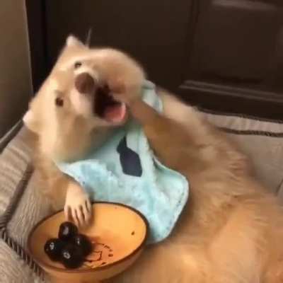 For anyone having a hard day, here&rsquo;s a video of raccoon having a bowl of cherries to brighten your day