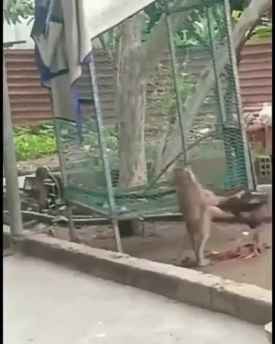 T&ocirc; torcendo pro macaquinho